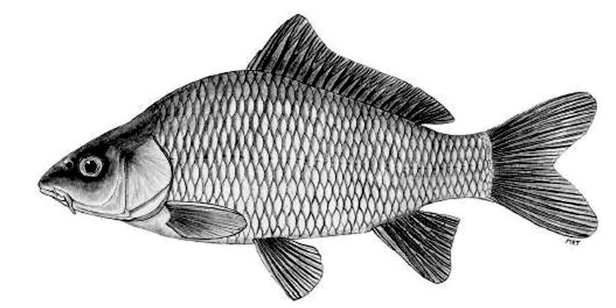 Cyprinus carpio_01.jpg